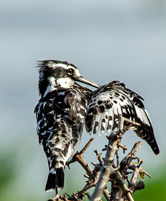 Giant Kingfisher