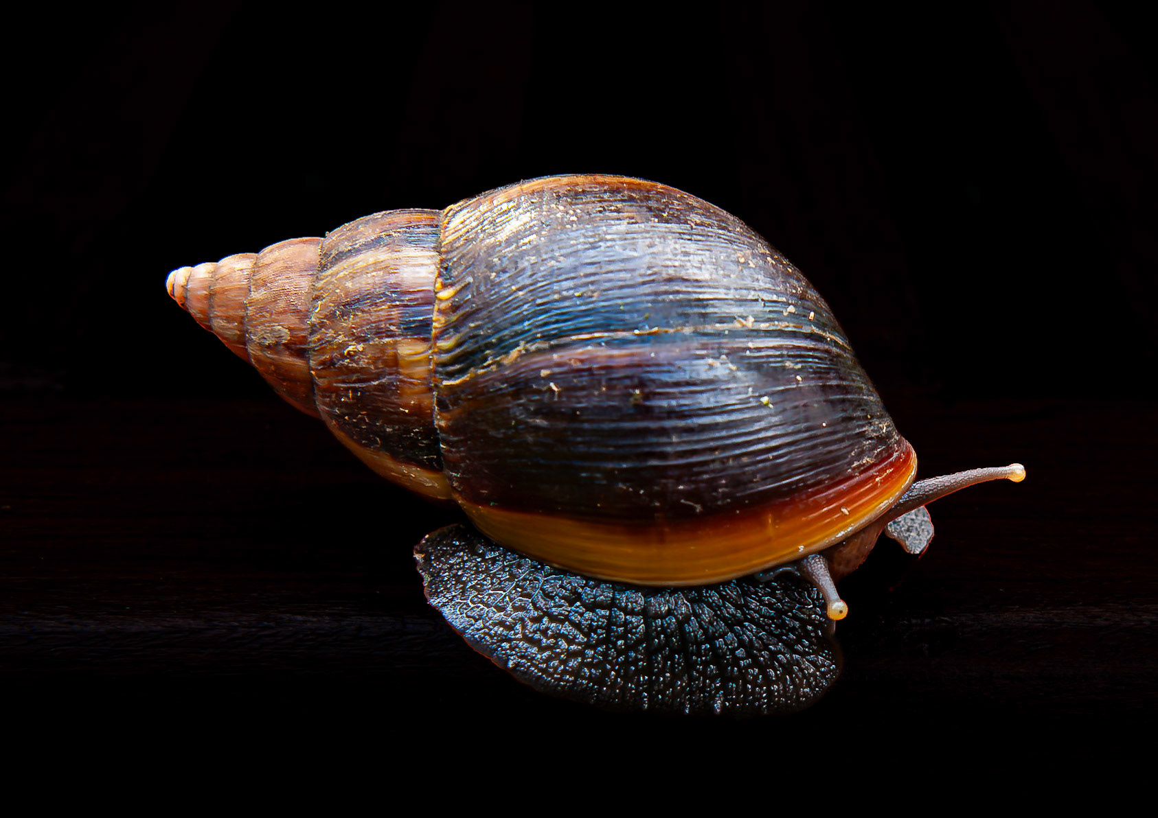 Giant African Land Snail
