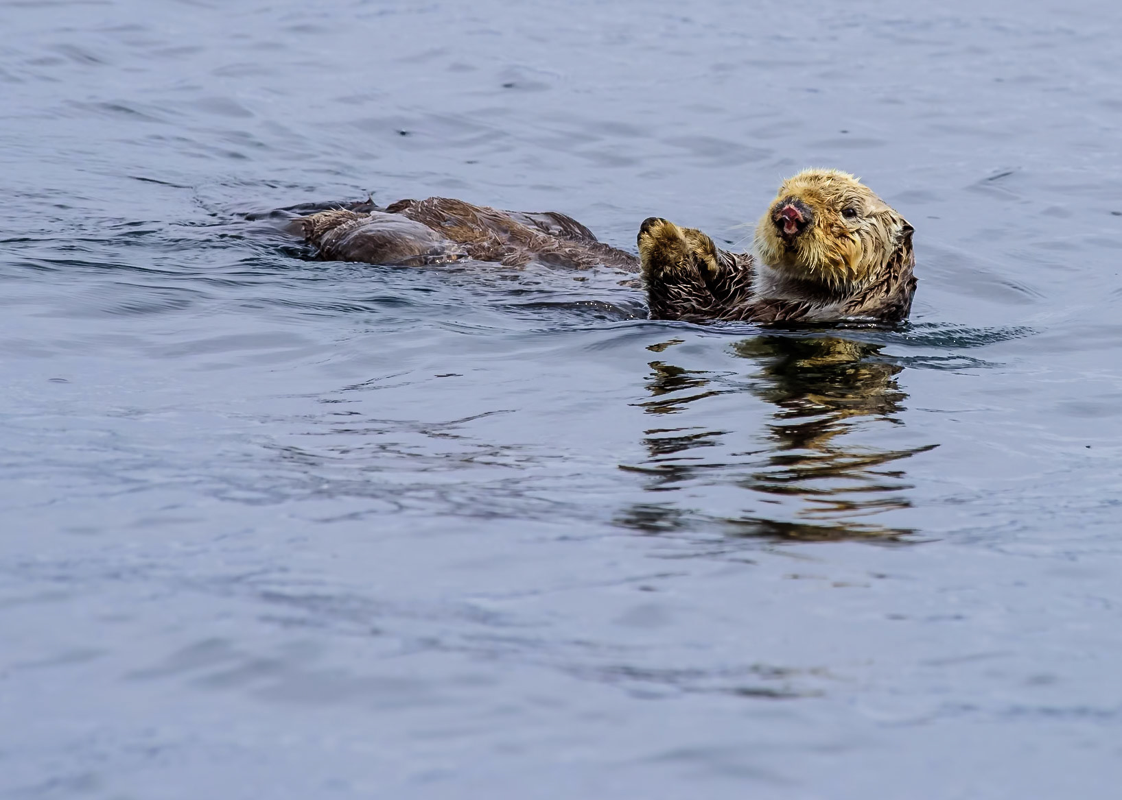 Sea Otter