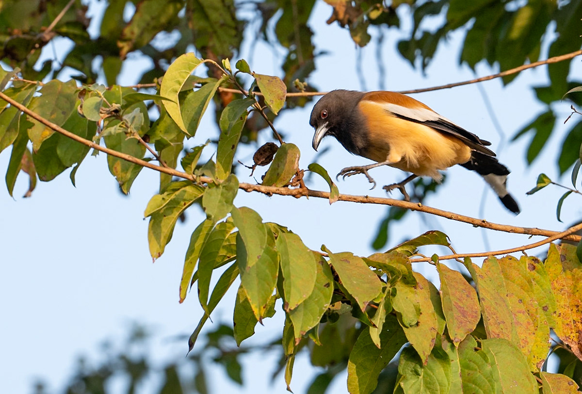 Rufous Treepie