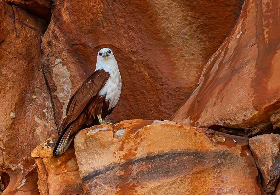 Brahminy Kite