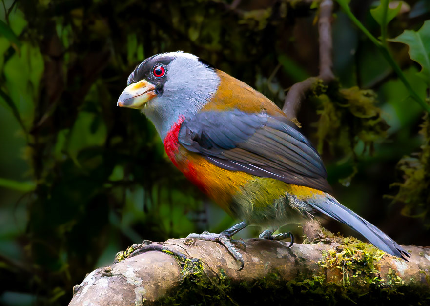 Toucan barbet