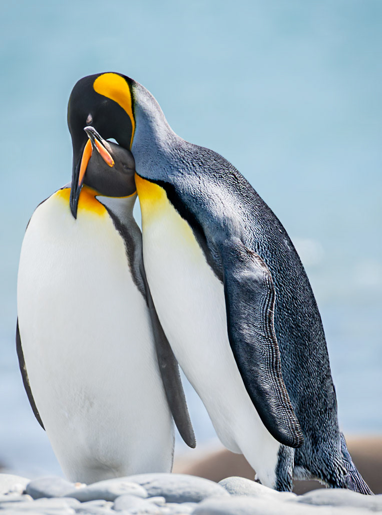 King Penguin Hug