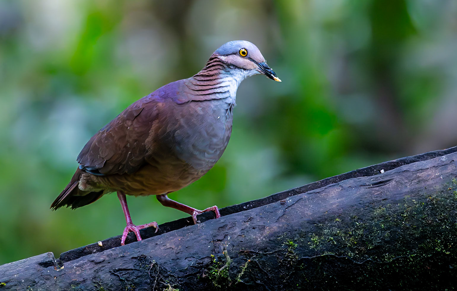 Whit-throted Quail-Dove