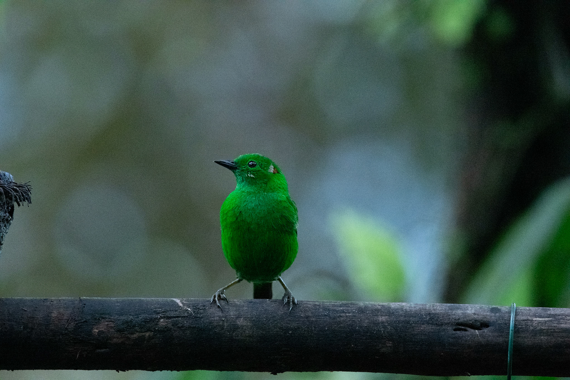 Green Honeycreeper