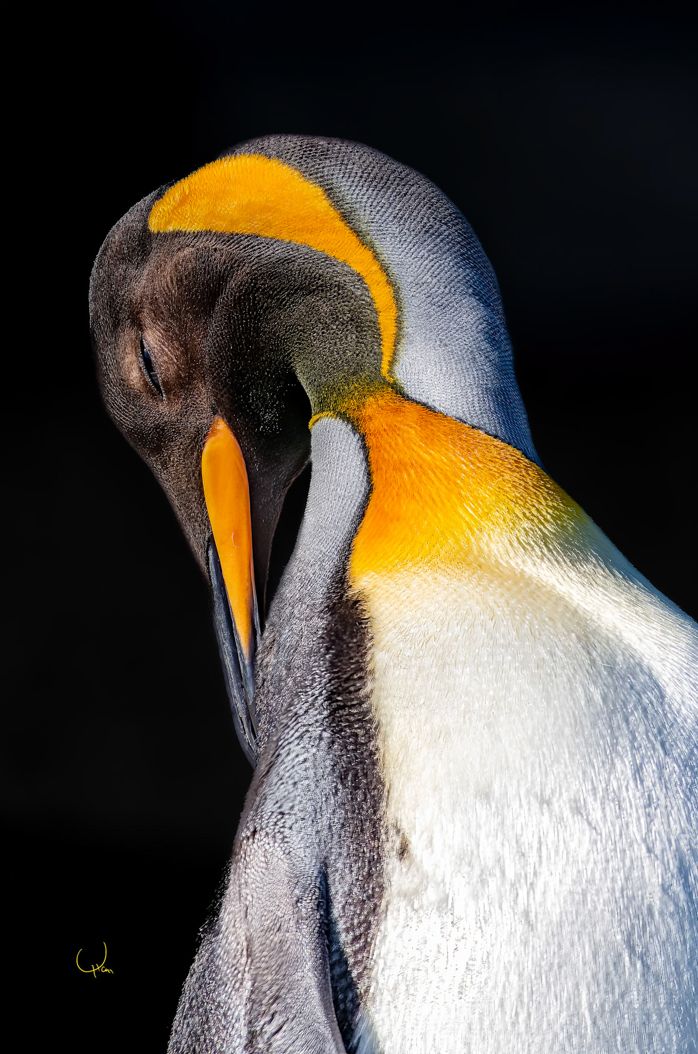 King Penguin