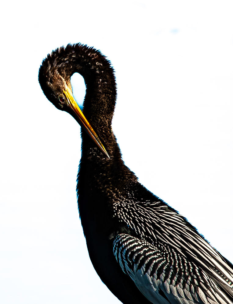 Anhinga