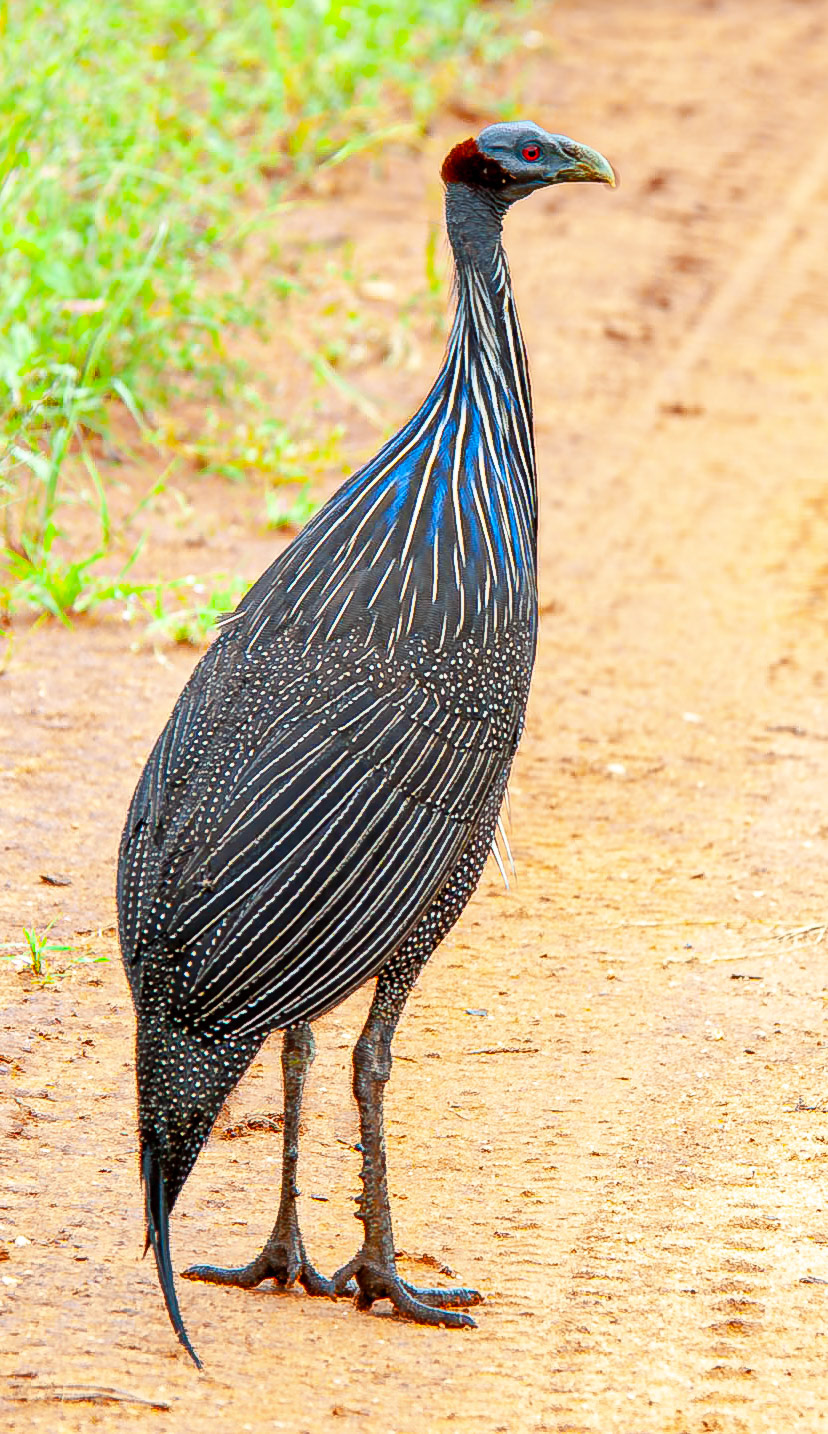 Vulturine Guineafowl
