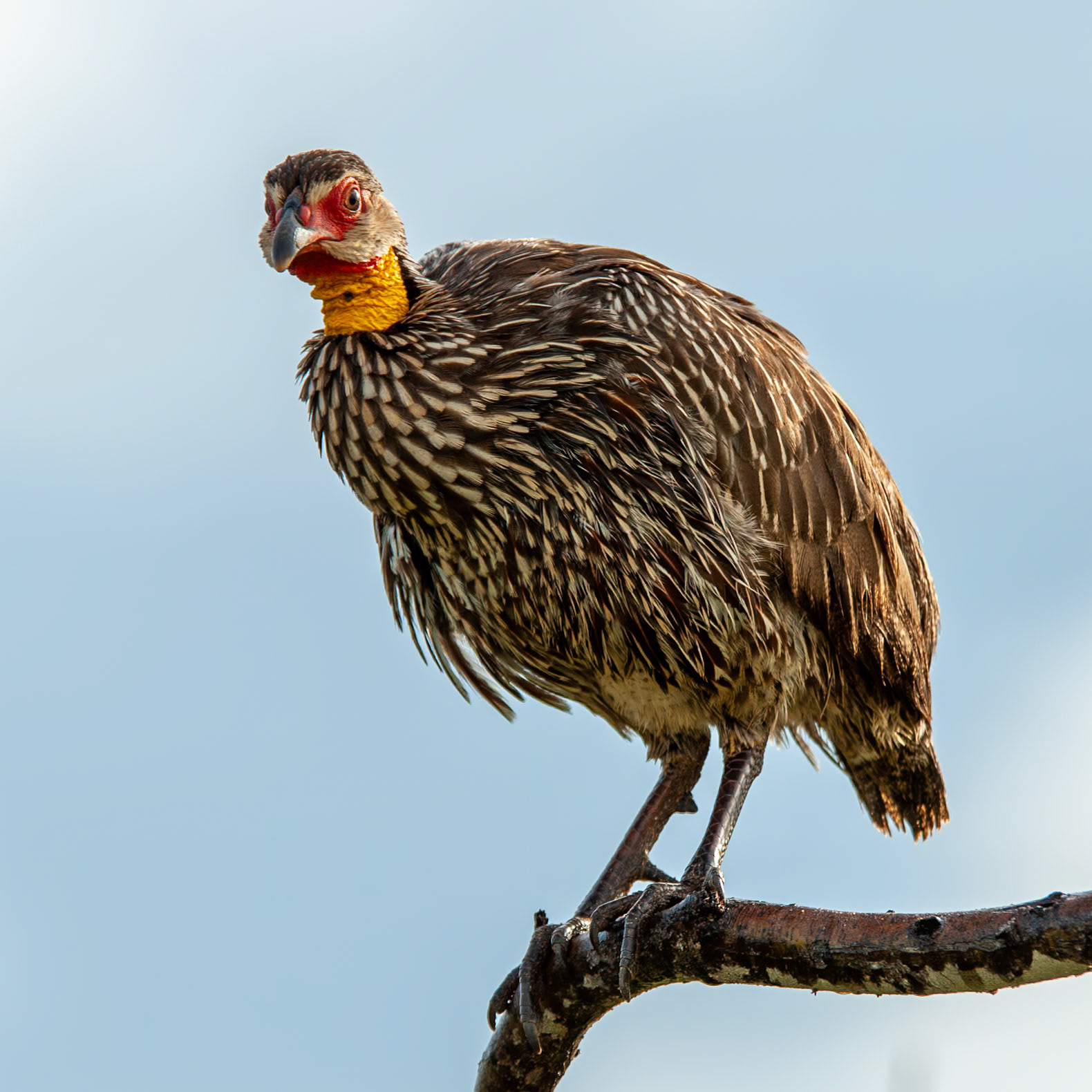 Yellow-necked Suurfowl