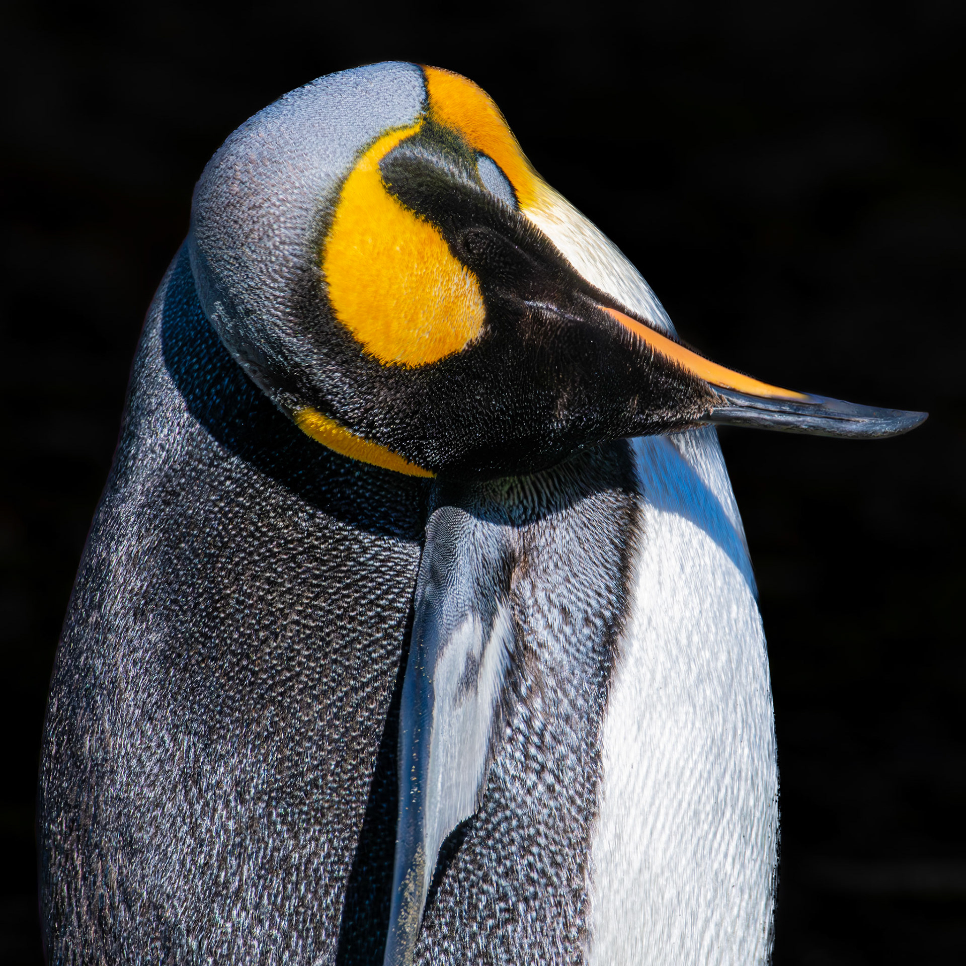 King Penguin