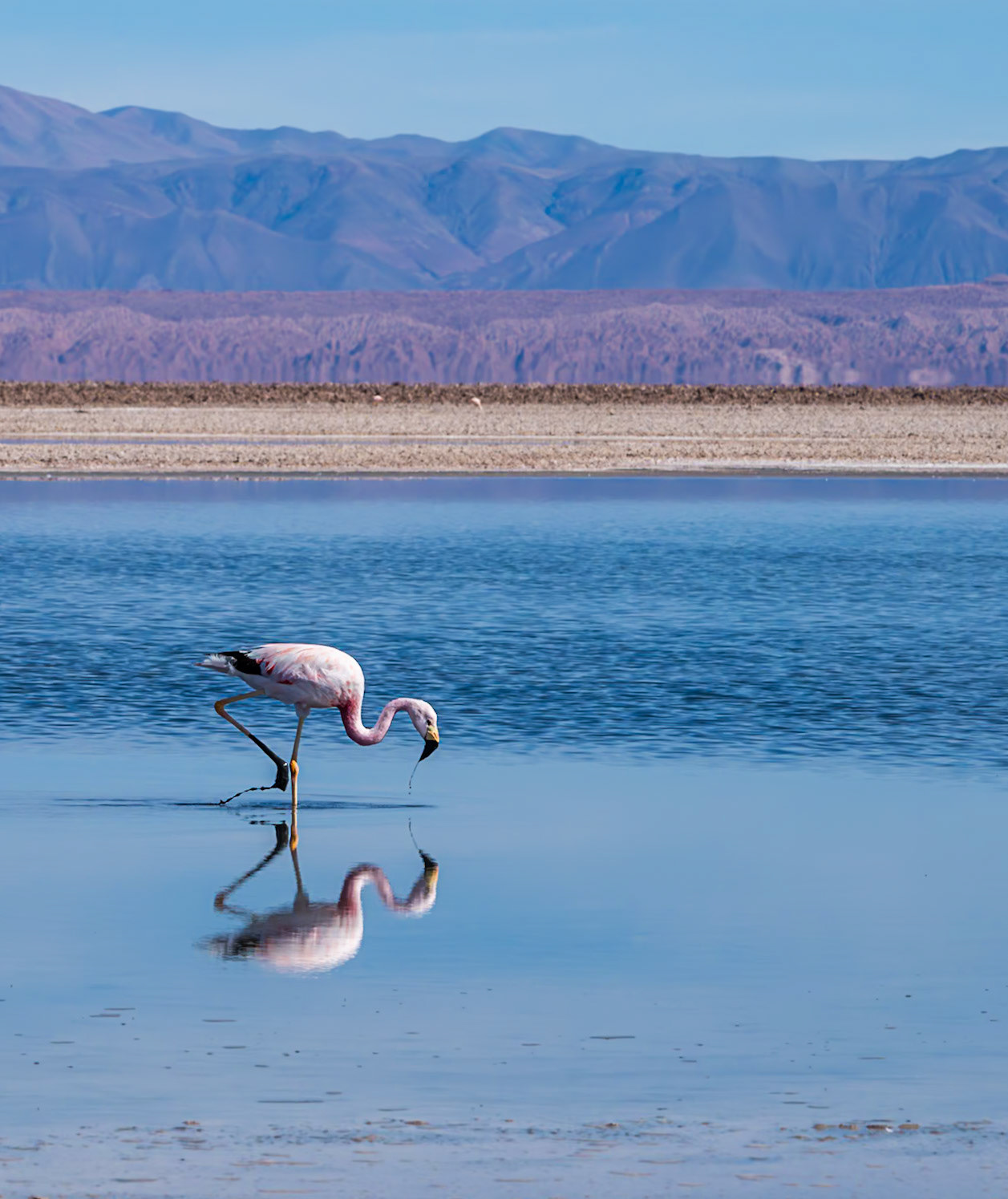 Andean in Atacama