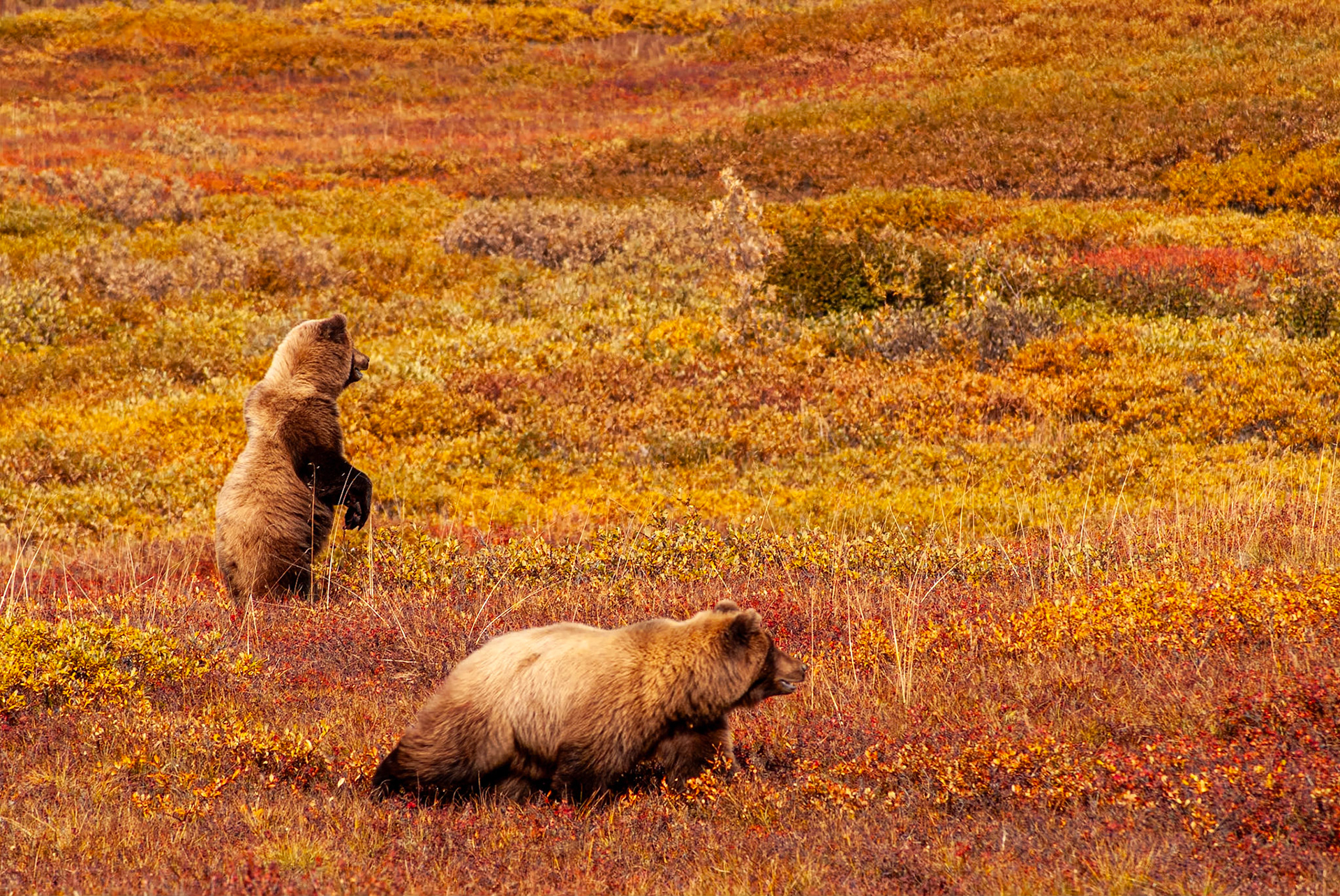 Waiting for Mama in Denali