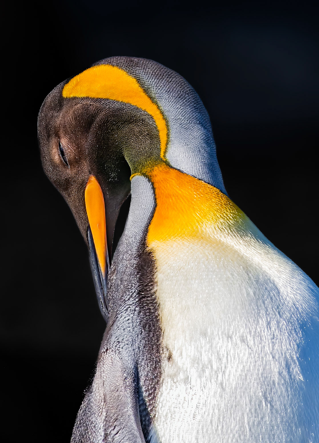 King Penguin