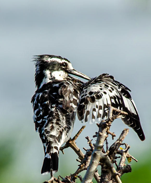 Giant Kingfisher