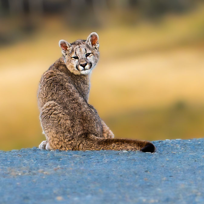 Puma Cub, Waiting for Mom