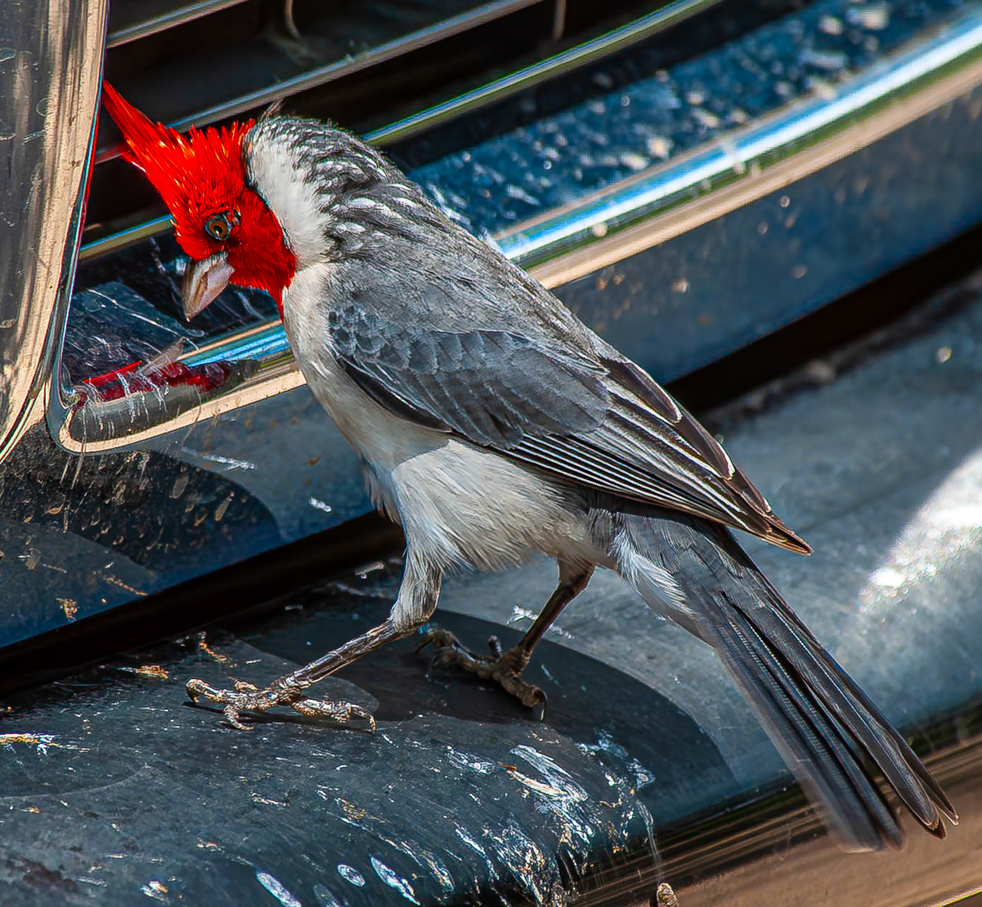 Red-crested Cardinal