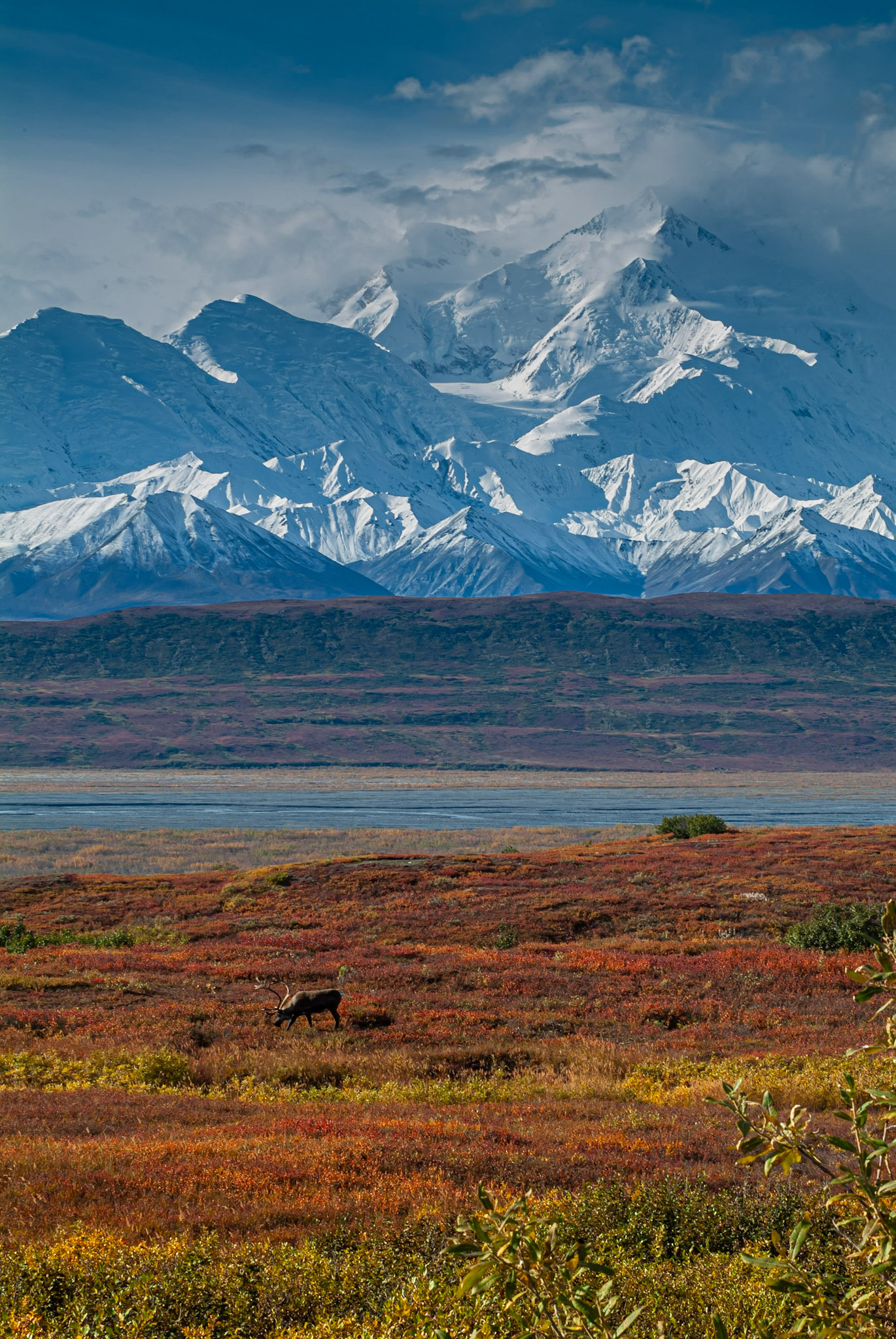 Grazing in Denali