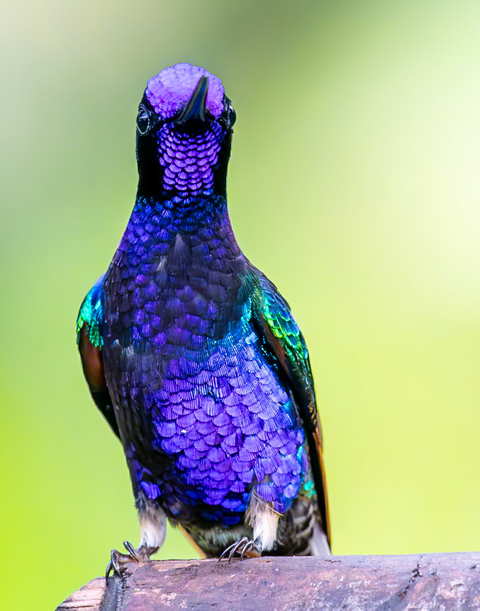 Fork-tailed Woodnymph