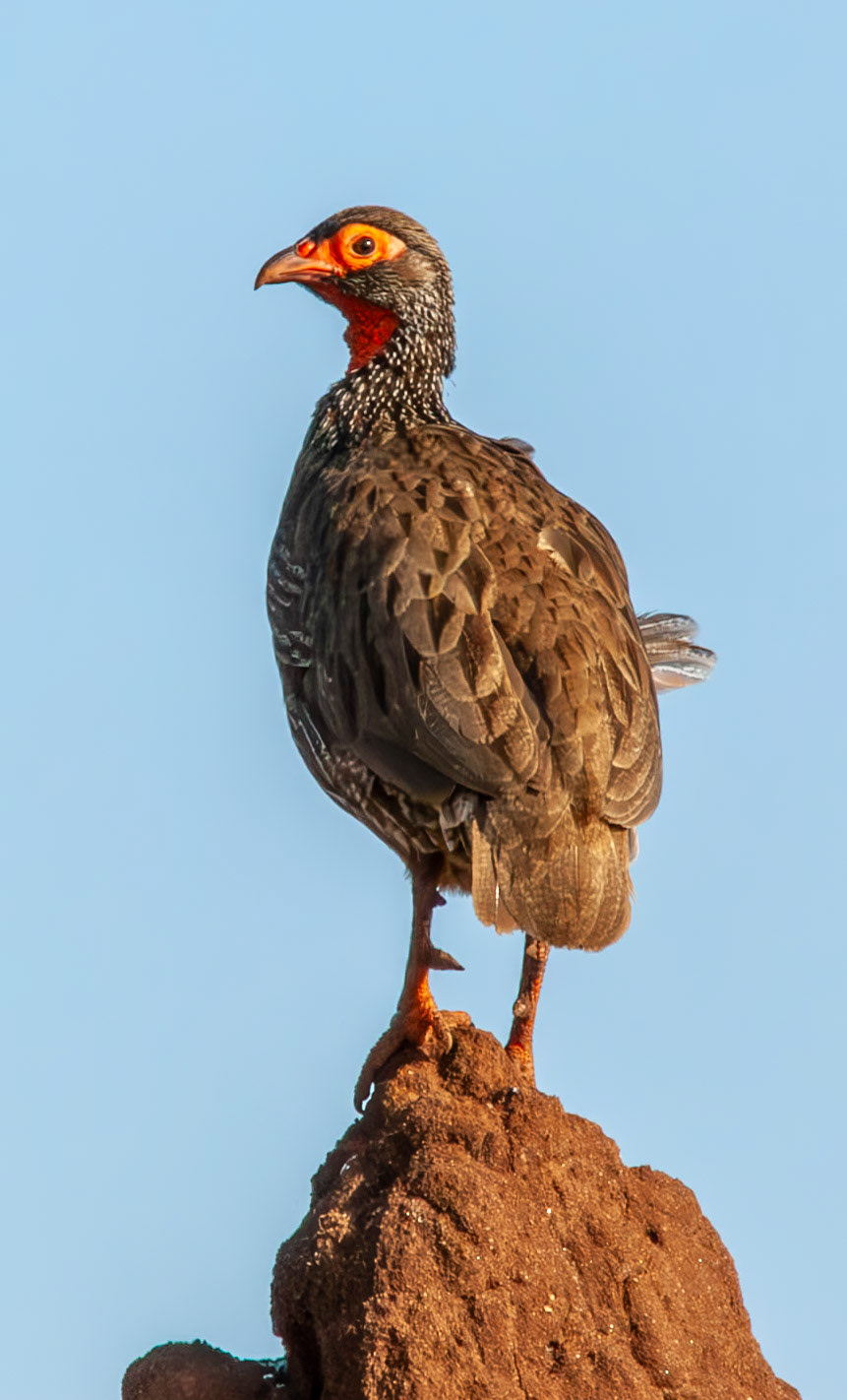 Red-necked Spurfowl