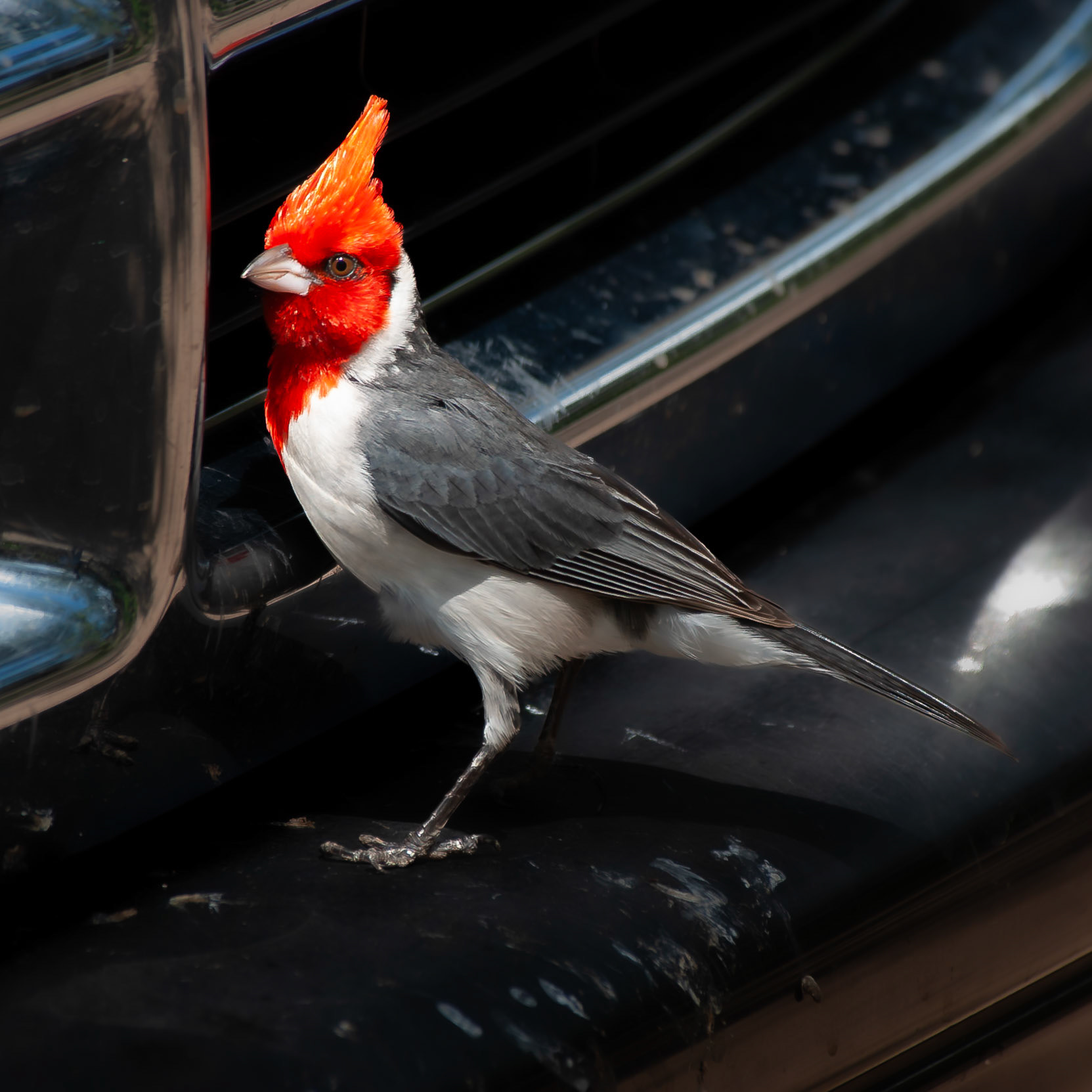 Red-crested Cardinal