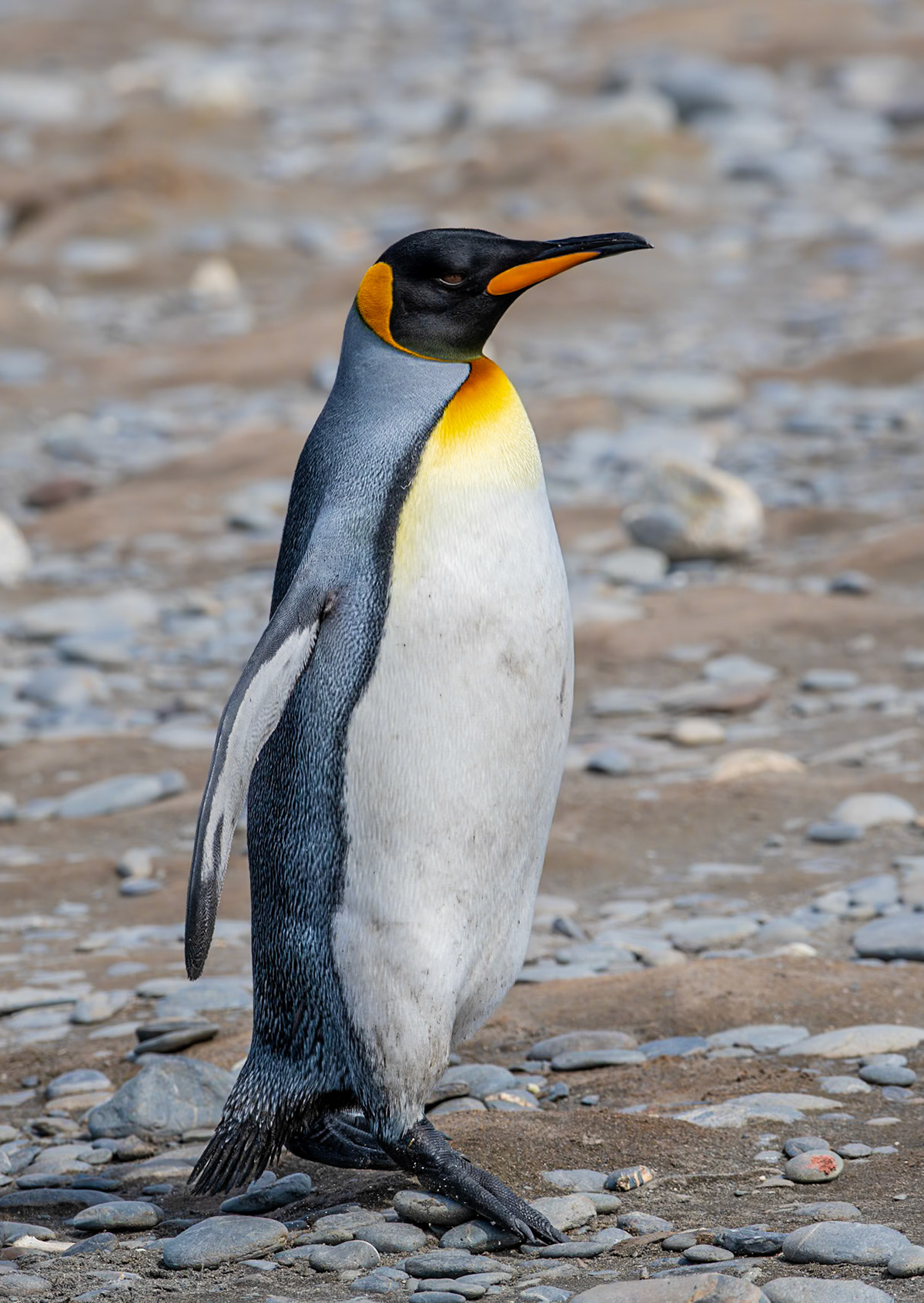 King Penguin