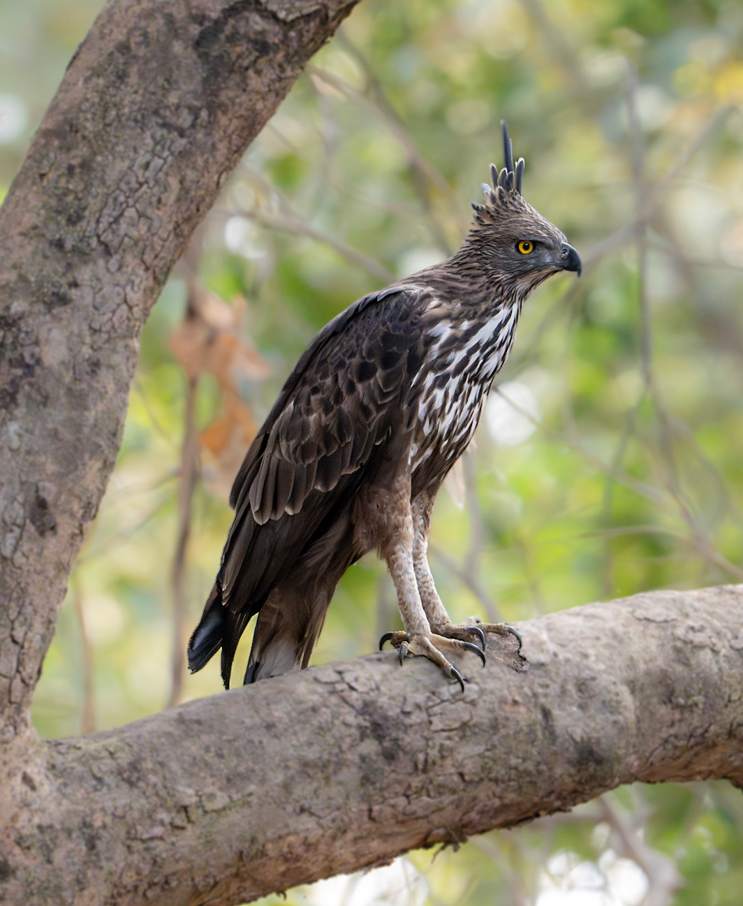 Crested Serpent-Eagle