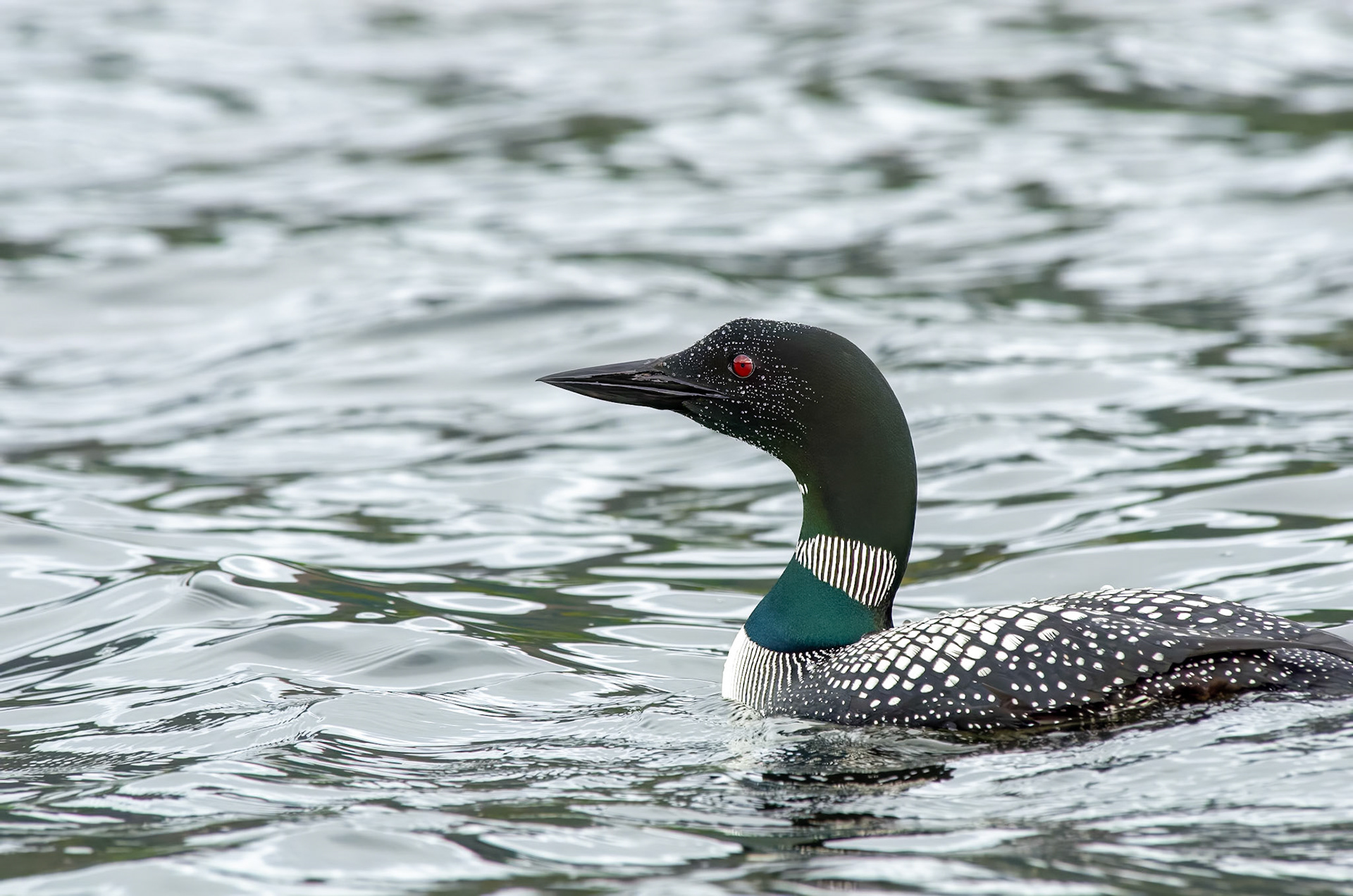 Common Loon, Alaska