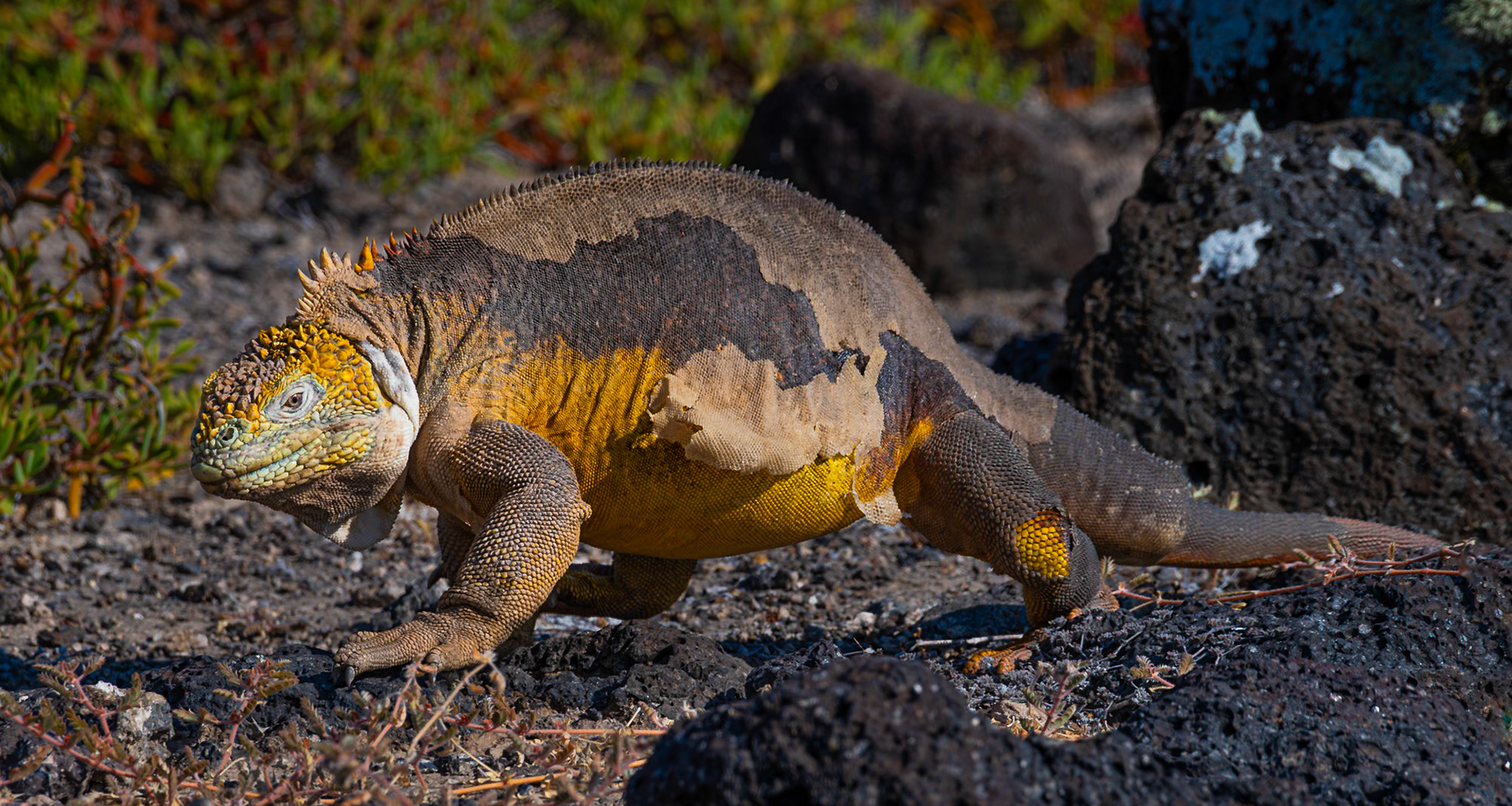 Yellow Land Iguana