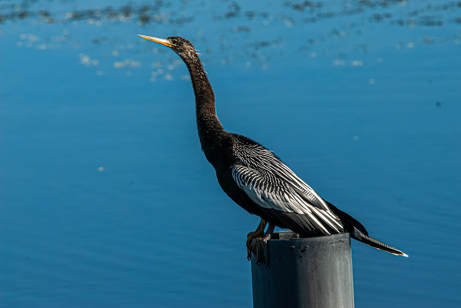 Anhinga