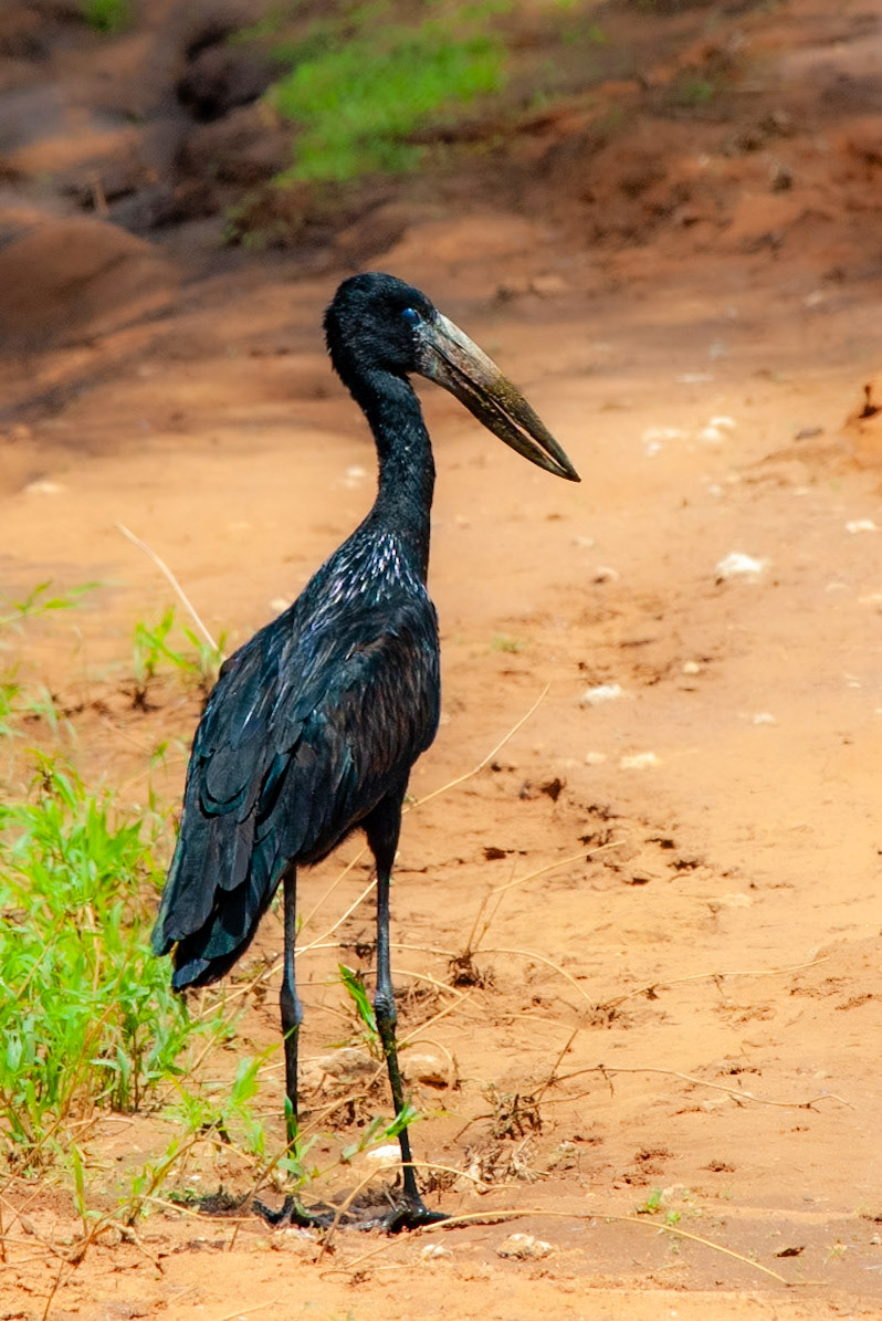 Openbill Stork
