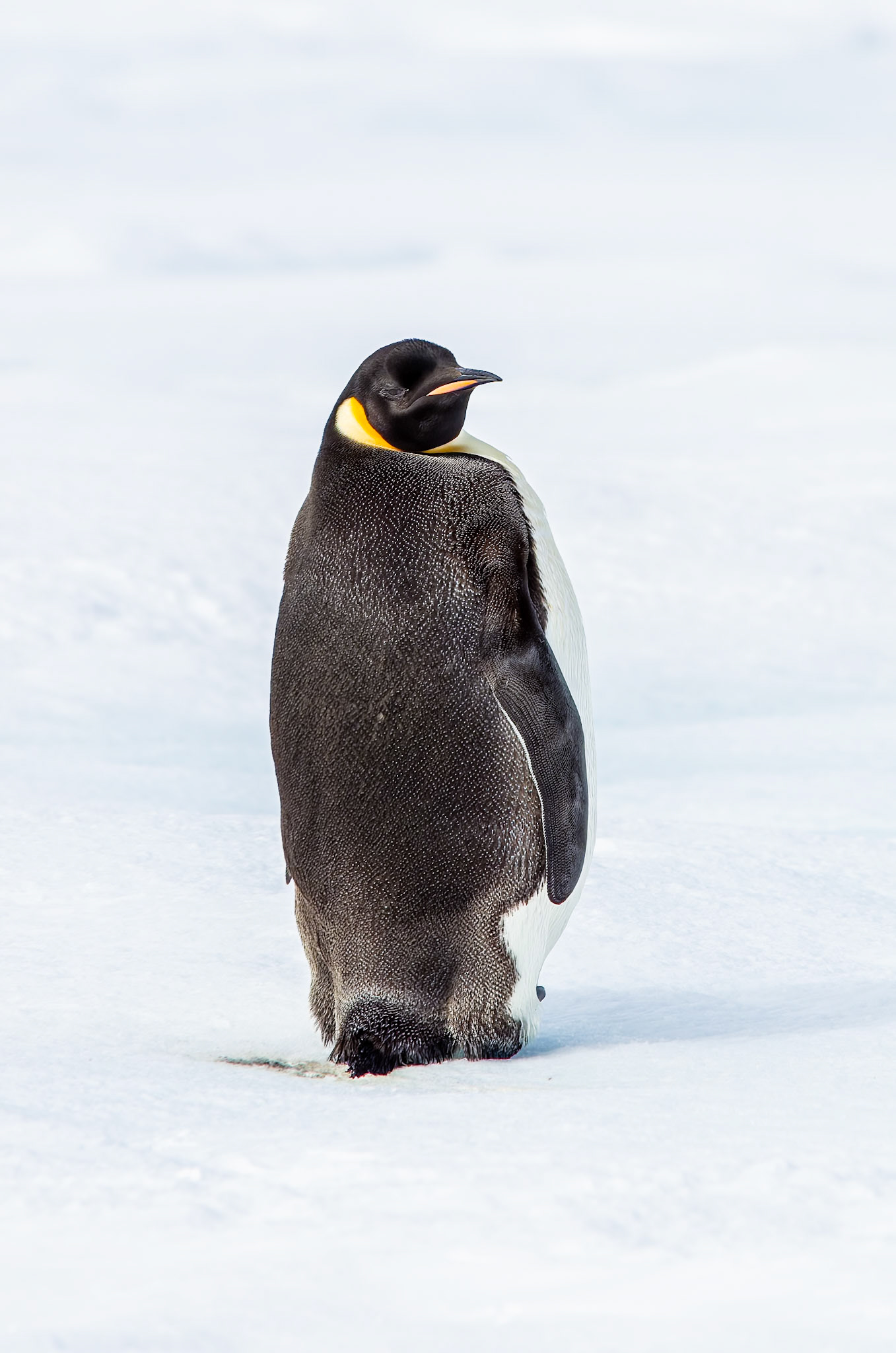 Emperor Penguin