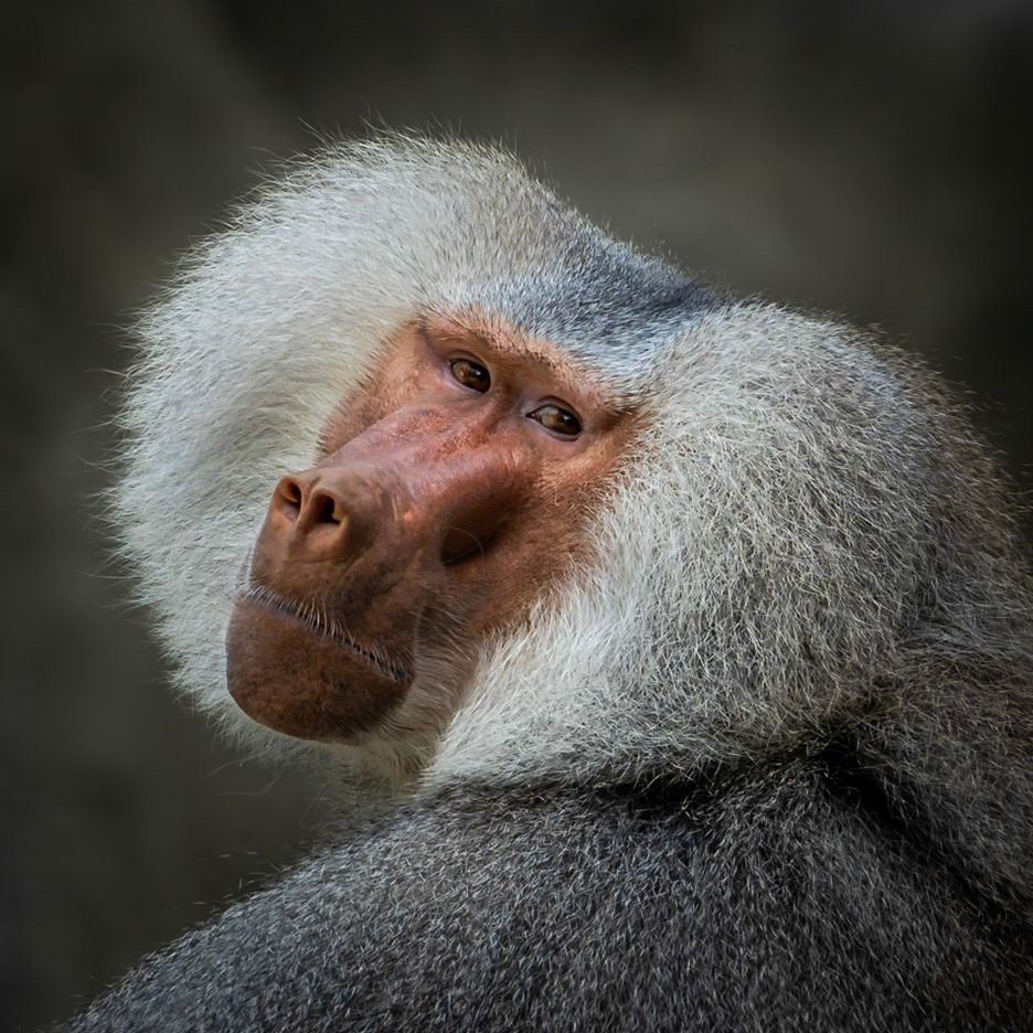 Hamadryas Baboon