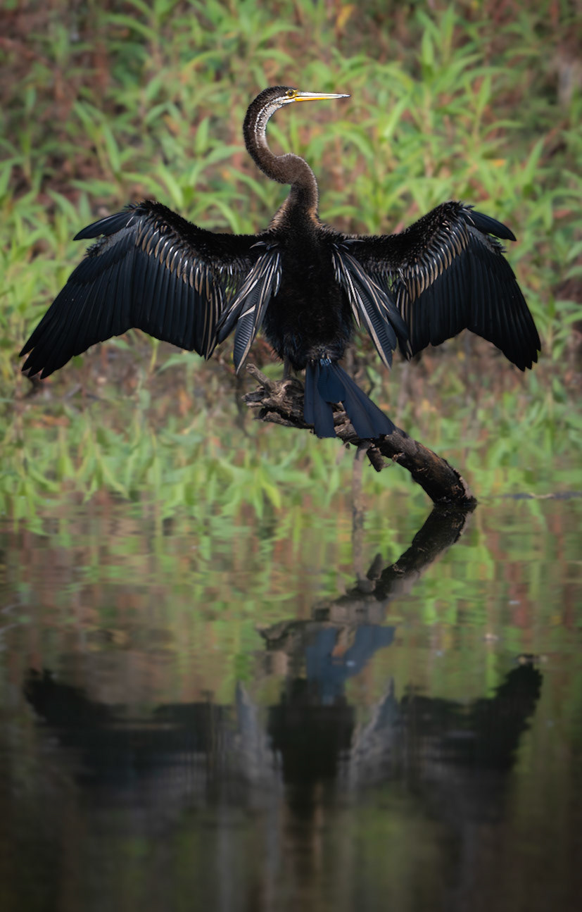 Oriental Darter Basking in the Sun