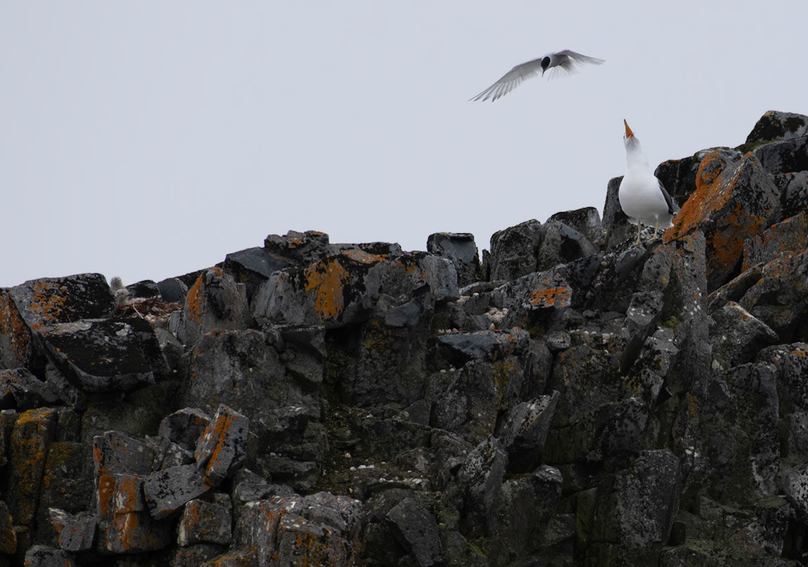 Stay Away from MY Chicks