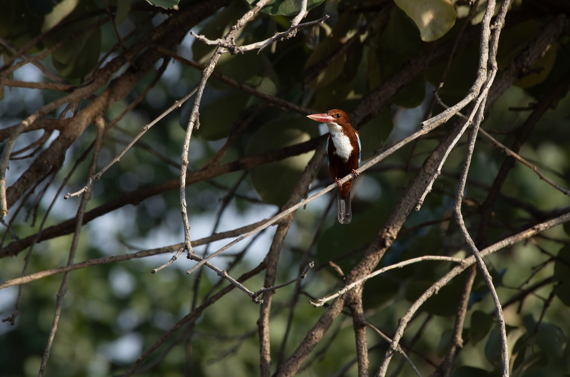 White-throated Kingfisher