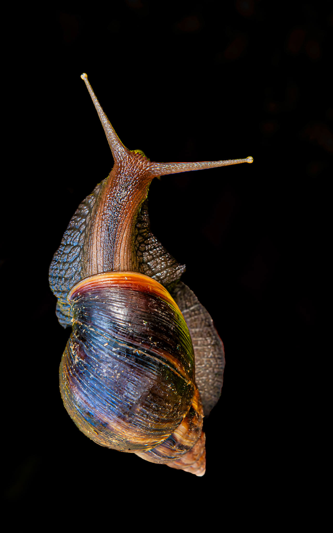 Giant African Land Snail