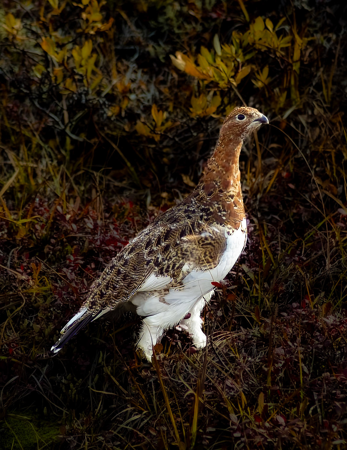 Ptammigan in Fall