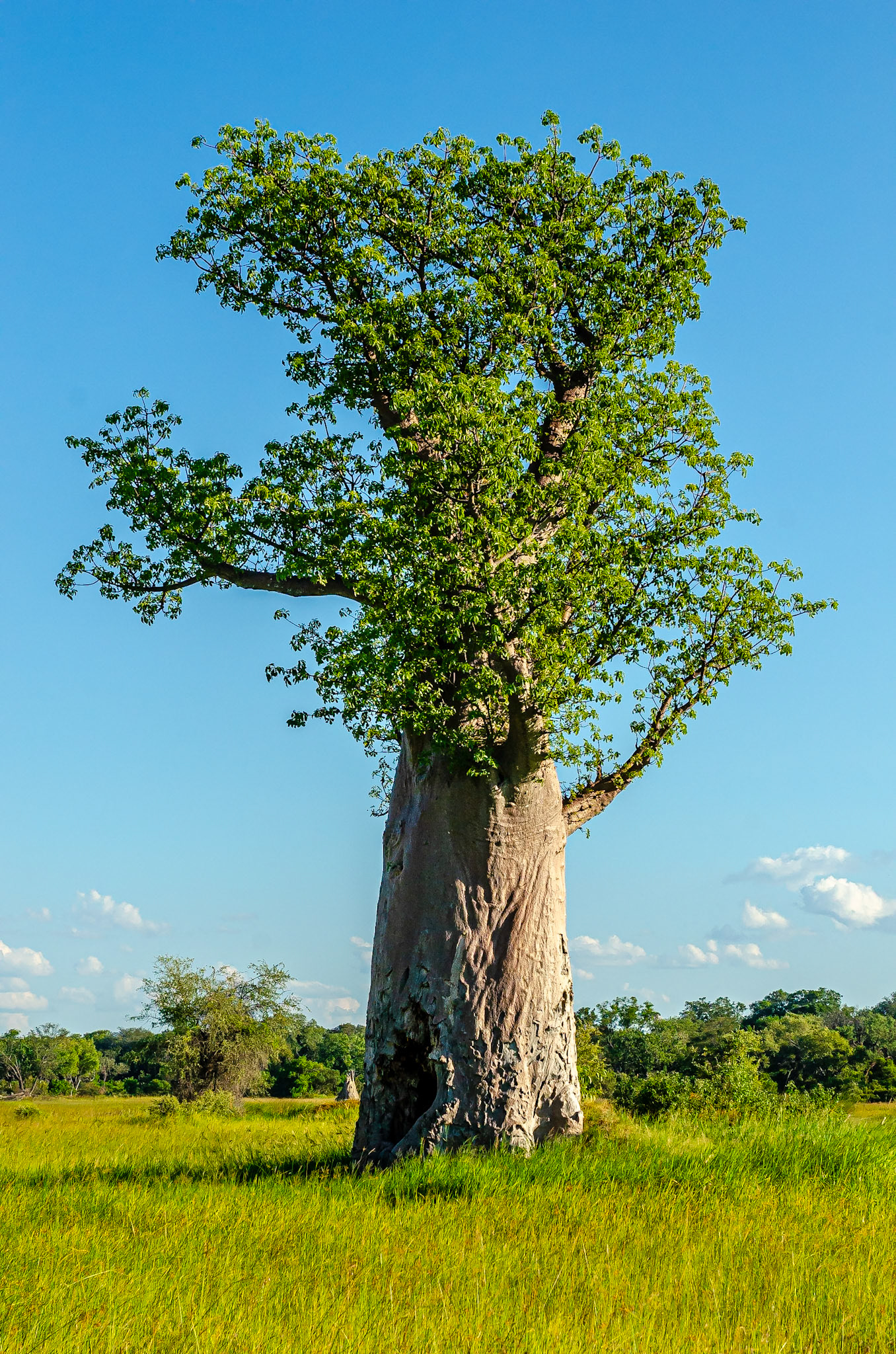 Baobab Tree