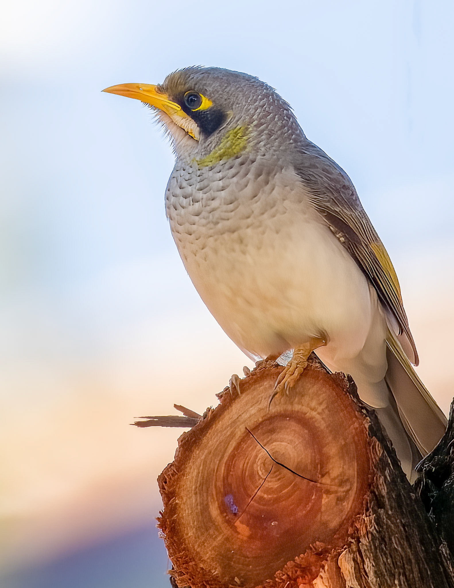 Yellow-throted Miner