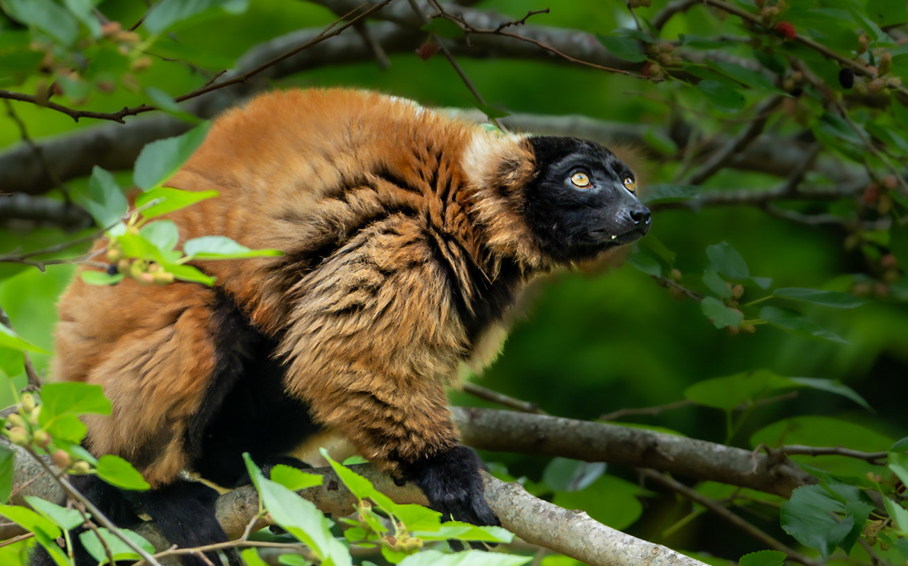 Red Ruffed Lemur