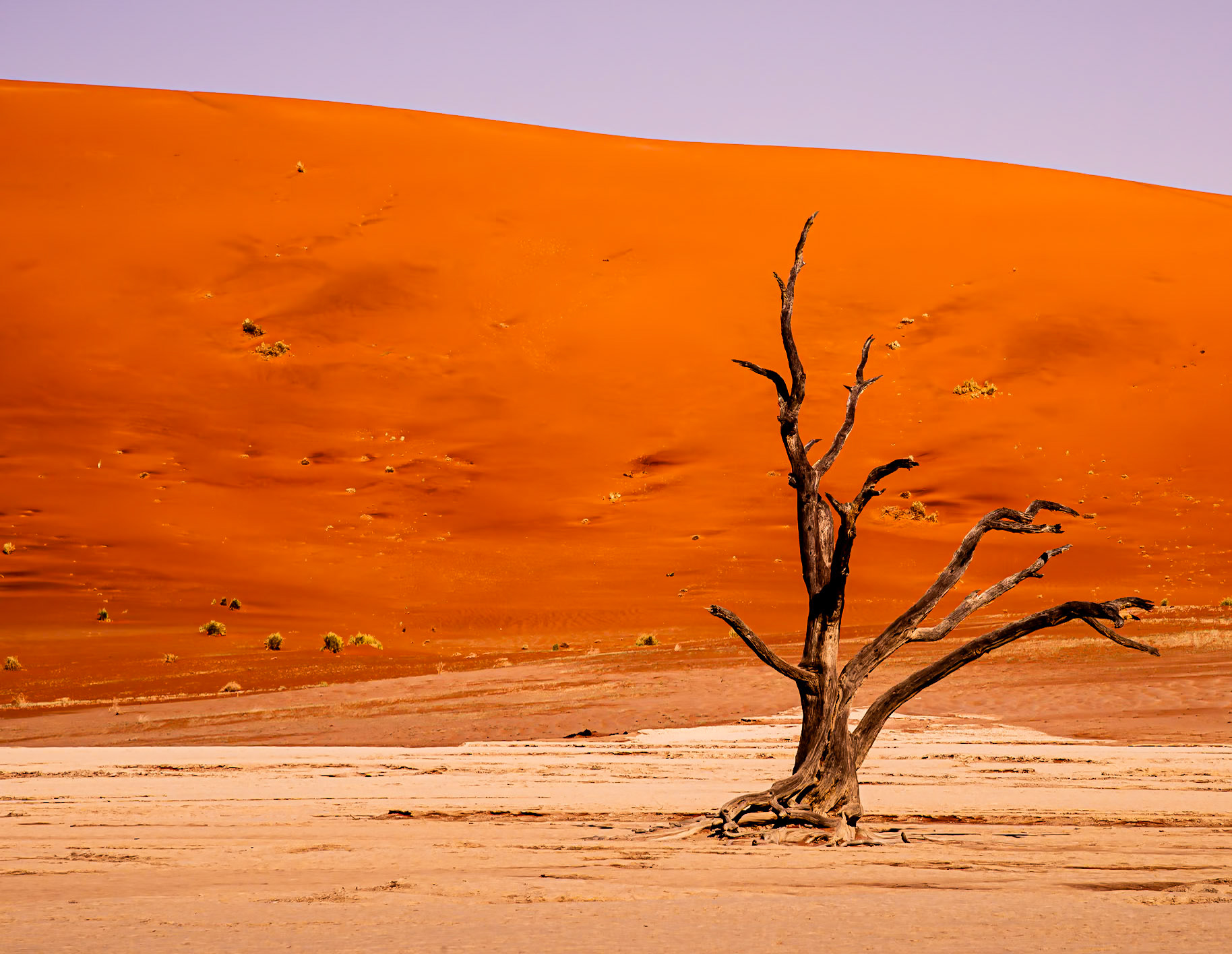Petrified Tree in Damaraland