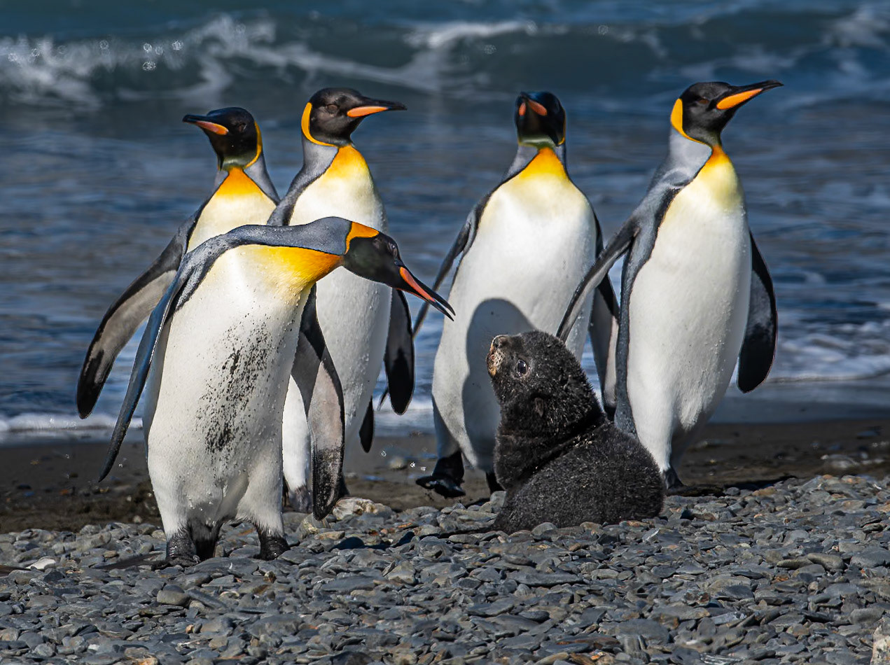 King Penguin