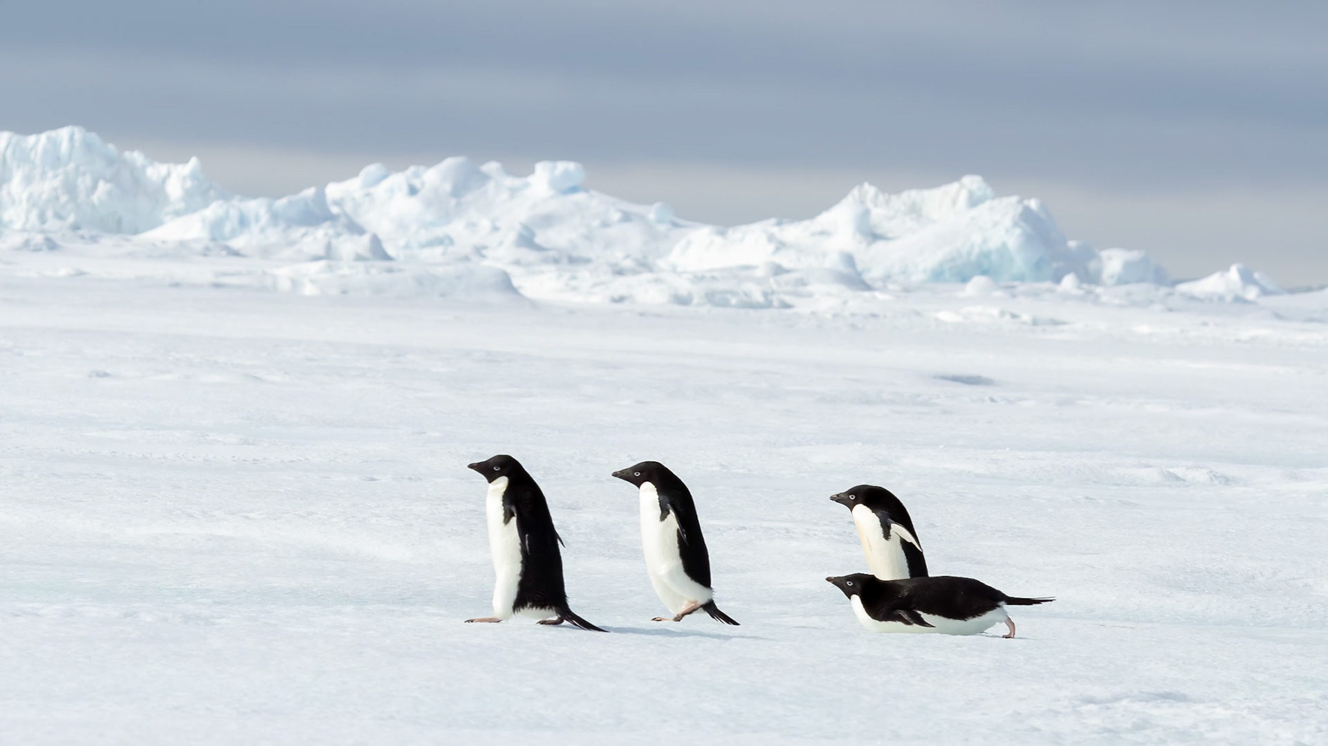 Adelie Penguin