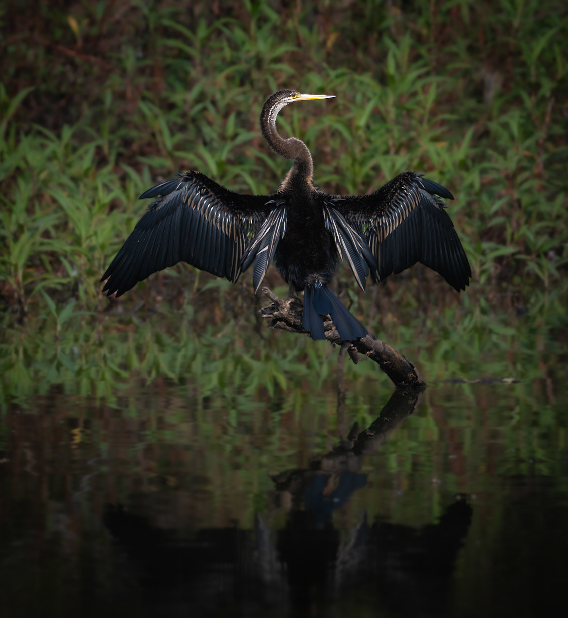 Oriental Darter Basking in the Sun