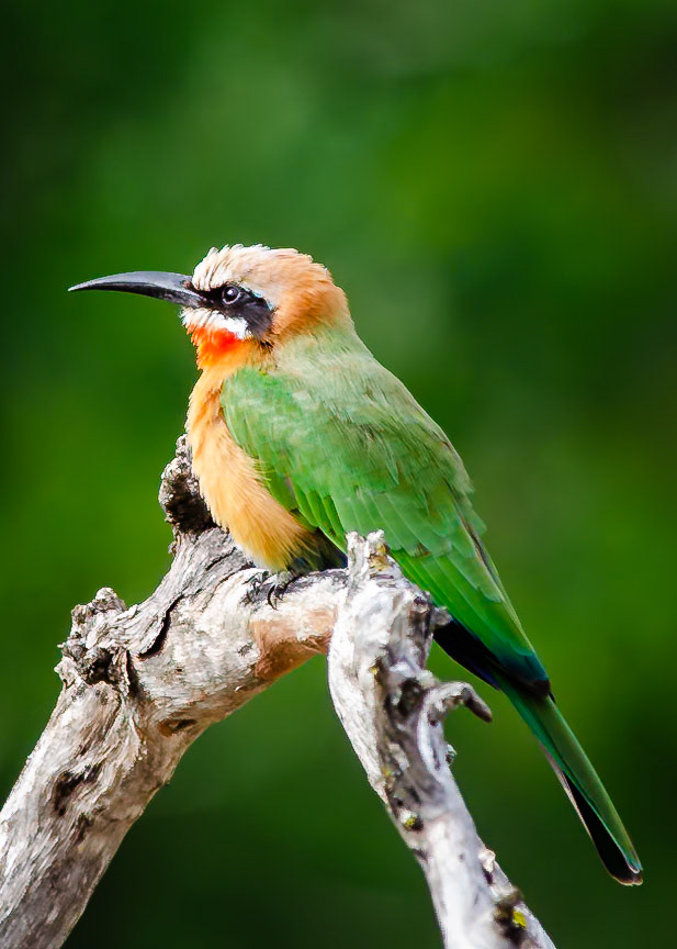 White-Fronted Bee-eater