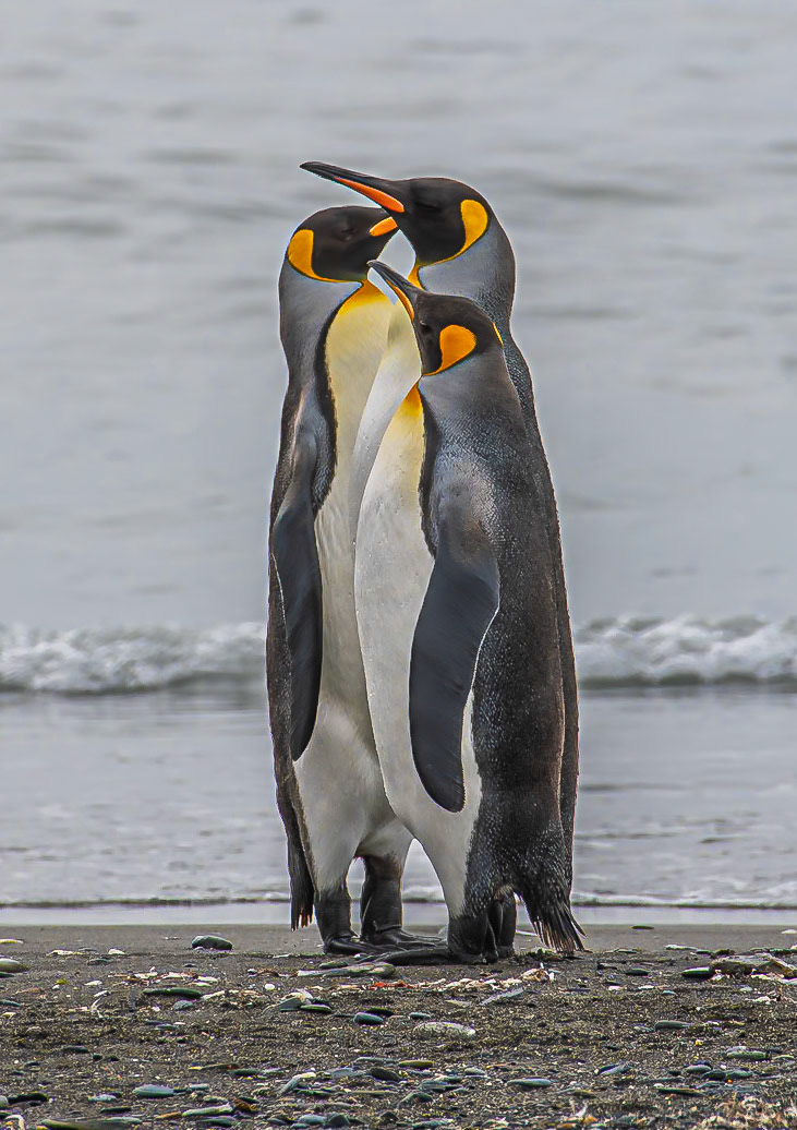 King Penguin