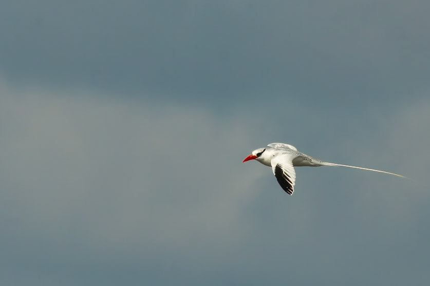 Red-billed Tropicbird