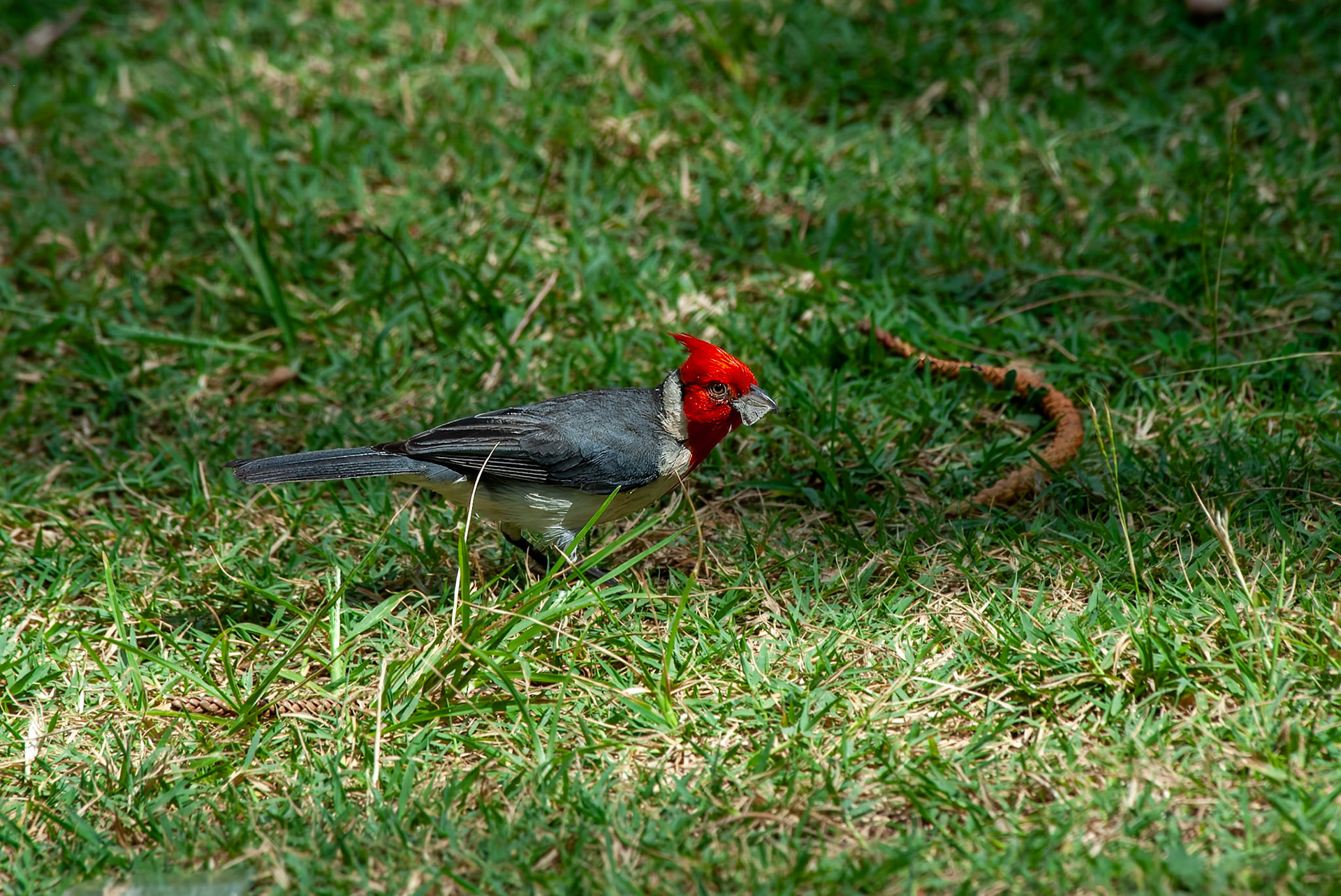 Red-crested Cardinal