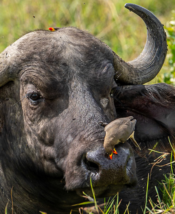 Oxpecker at Work