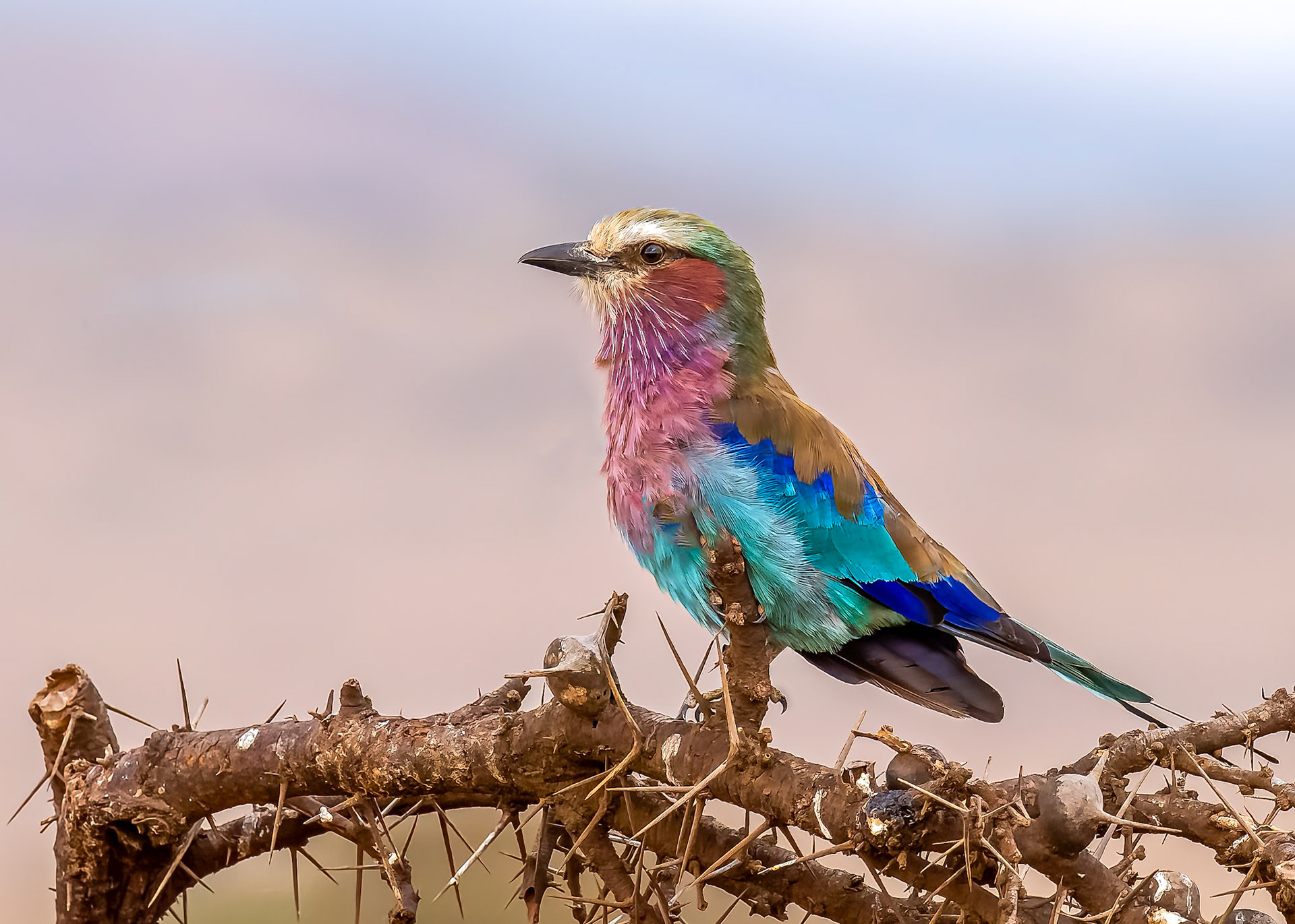 Lilac-breasted Roller